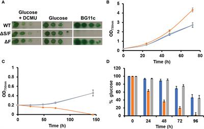 Back to the future: Transplanting the chloroplast TrxF–FBPase–SBPase redox system to cyanobacteria